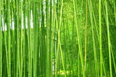 植物株高要如何測(cè)量？