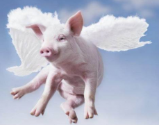 如何在屠宰環(huán)節(jié)做好非洲豬瘟的檢測工作？